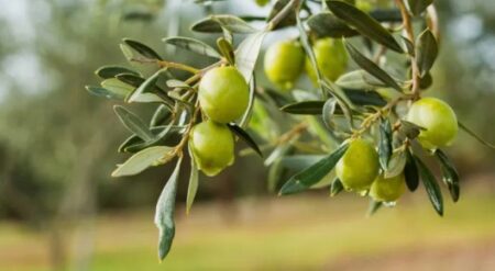 Zeytin Destekleme Primleri Ödeme Miktarları